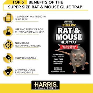 MOUSE TRAP
