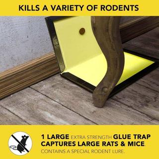 MOUSE TRAP