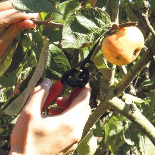 PRUNER
