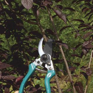 PRUNING SHEARS 1503