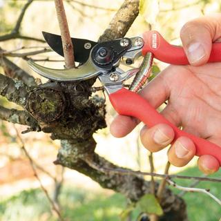 PRUNING SHEARS Ρ13